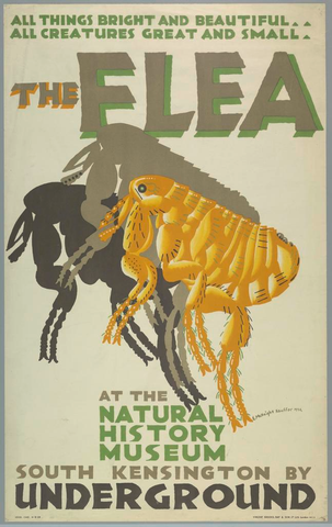 Affiche « The Flea at The Natural History Museum ». Reproduction intégrale de l’exemplaire conservé par Cooper Hewitt, Smithsonian Design Museum.